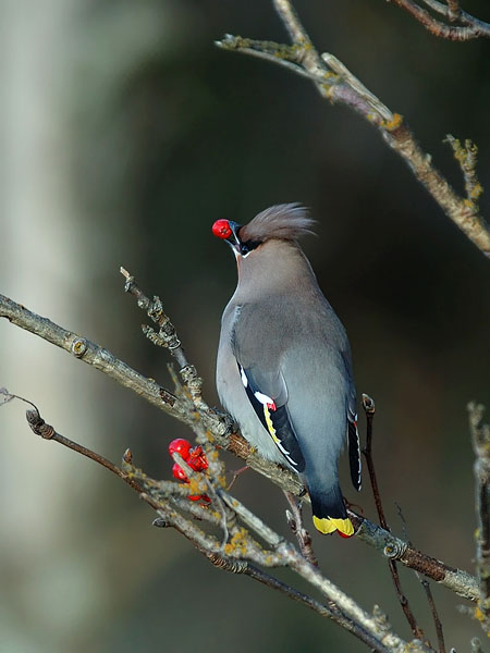 Tilhi, Bohemian Waxwing, Bombycilla garrulus